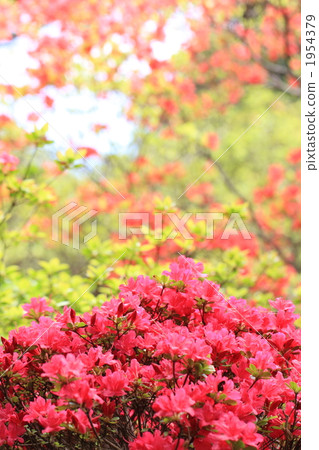 Yamato azalea 1954379