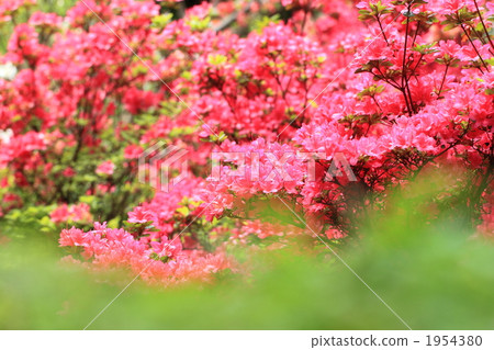 Yamato azalea 1954380