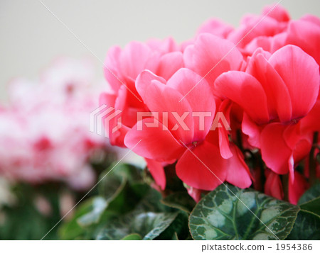 Cyclamen Cyclamen 1954386