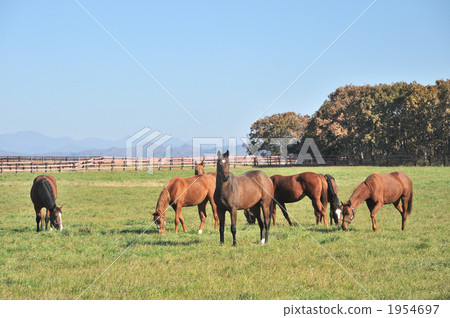 純種的 哺乳動物 天藍色背景 1954697