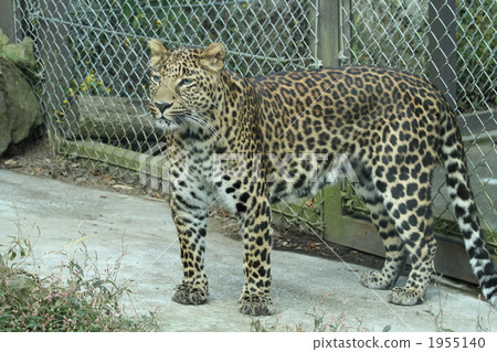 豹 貓科 陸生動物 1955140
