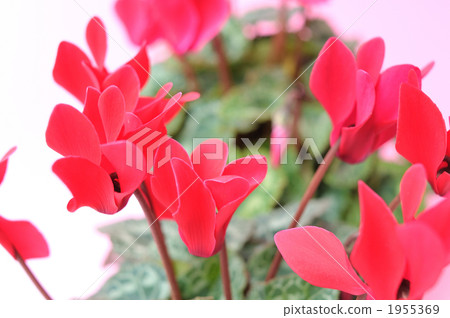 仙客來在冬天。 1955369