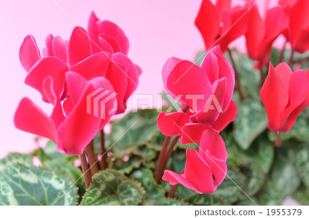 仙客來在冬天。 1955379