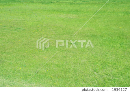 lawn, sward, yellow-green 1956127