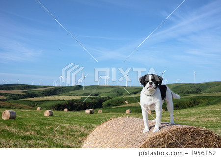 牧場和狗和風車 牧場和狗和風車 1956152