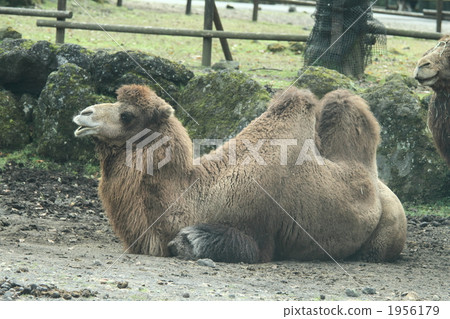 雙峰駝 陸生動物 駱駝 1956179