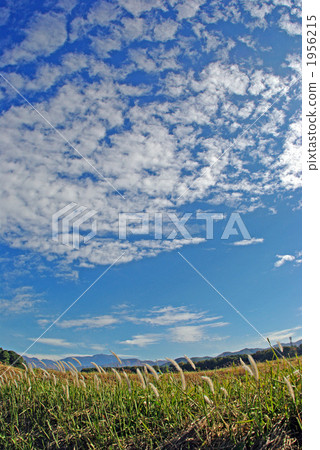 Scales of clouds and white ears of Chigaya 1956215