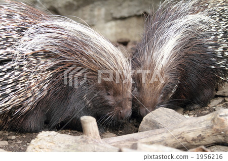 terrestrial animal, porcupine, African porcupine 1956216