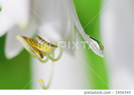 hosta, welsh onion flower, pistil 1956345