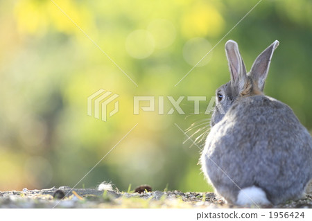 Autumn rabbit 1956424