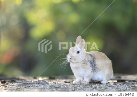 Autumn rabbit 1956448