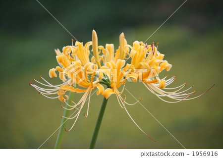 黃色色的花 黃色色的花 1956916