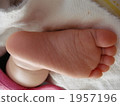 feet, foot, paw 1957196