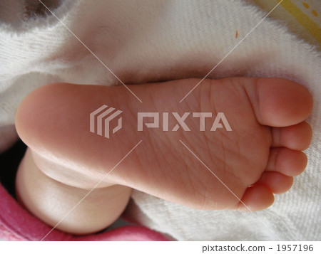 feet, foot, paw 1957196