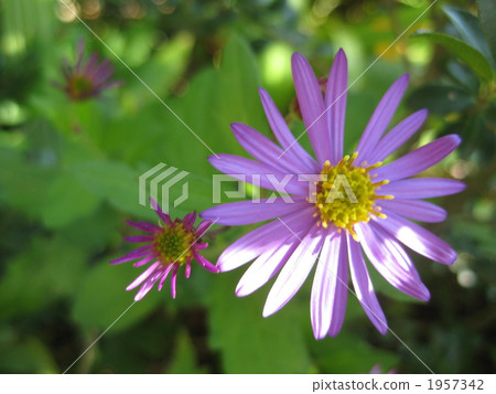 Young season fall garden 1957342