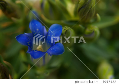 漂亮的Sasamigaura 漂亮的Sasamigaura 1957482