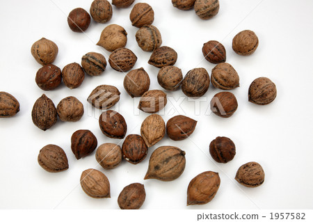 惡魔核桃 惡魔核桃 1957582