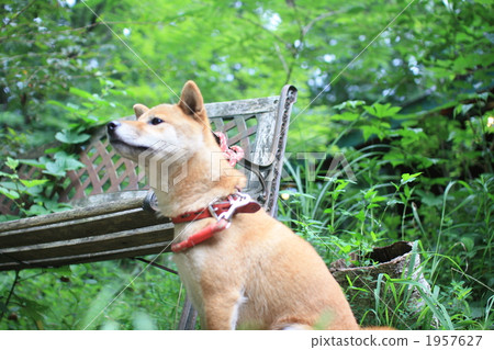 Dog's profile Dog's profile 1957627