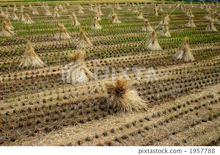 米飯乾燥 1957788