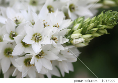 Omonisogaram 1957909