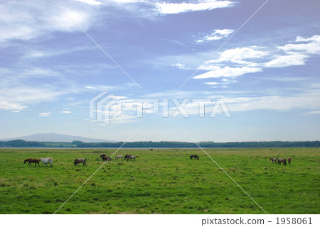 meadow, pasture, ranch 1958061