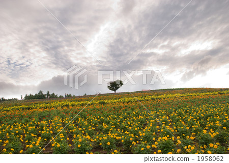 heart-shaped tree, shikisai hill, flower garden 1958062