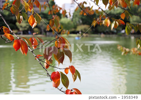 Autumn leaves of cherry leaves Autumn leaves of cherry leaves 1958349