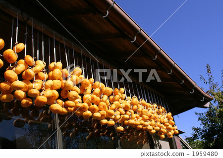 Making dried persimmons Making dried persimmons 1959480