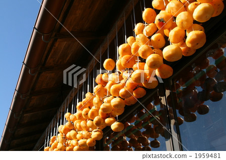 Making dried persimmons Making dried persimmons 1959481