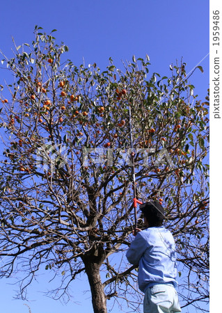 Taking an astringent persimmon 1959486
