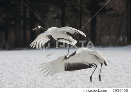 鶴 丹頂鶴 日本吊車 1959490