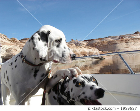 dalmatian, pet, pets 1959657