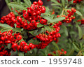 coralberry, fruit, close up 1959748