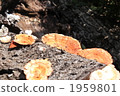 Chrysanthemum fungus 1959801