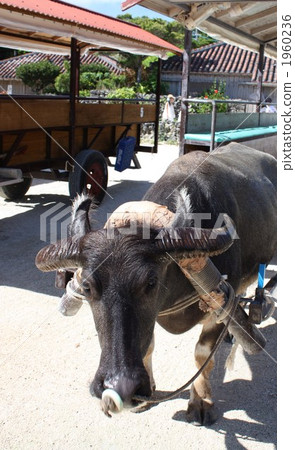 竹富島竹富島町 1960236