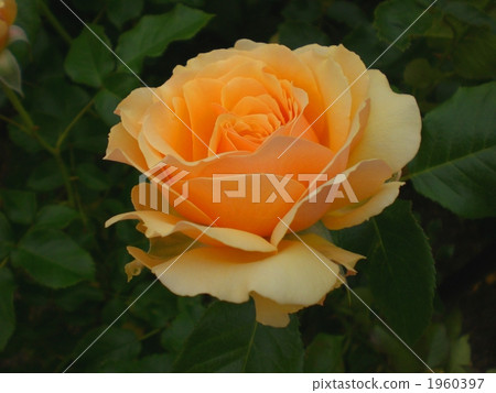 玫瑰琥珀女王 玫瑰琥珀女王 1960397