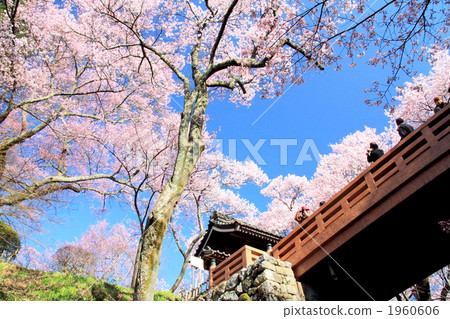 Cherry blossoms in Takato Castle Ruins Park 1960606