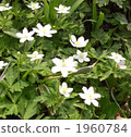 wind flower, anemone flaccida, bloom 1960784