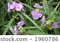 dayflower, tradescantia reflexa, tradescantium 1960786