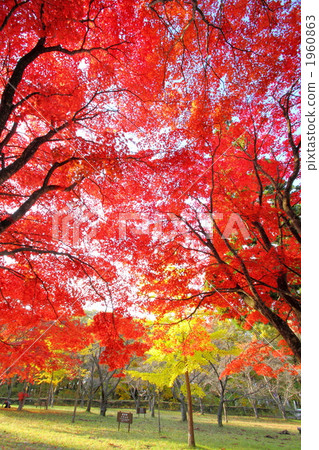 Tazawako和縣人的秋葉 1960863