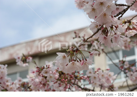 Cherry blossoms and school building 1961262
