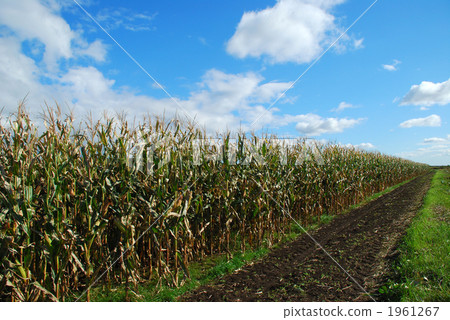 Corn field 1961267