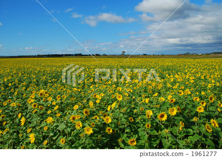 Sunflower field 1961277