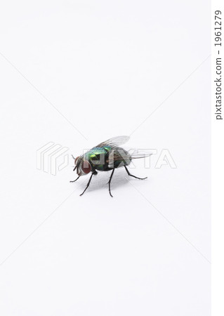 zoom, fly, pest 1961279