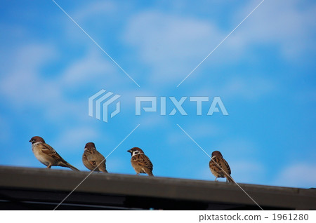 Blue sky and sparrow 1961280