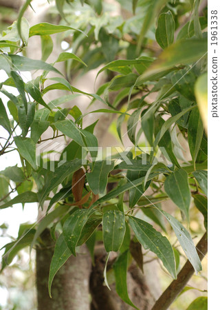 Chestnut tree 1961338