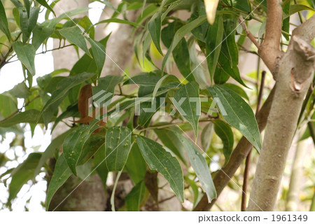 Chestnut tree 1961349