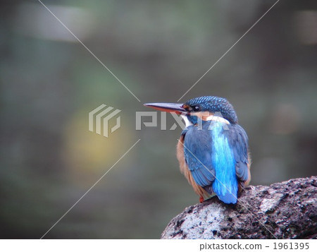 Kingfisher bitch 1961395