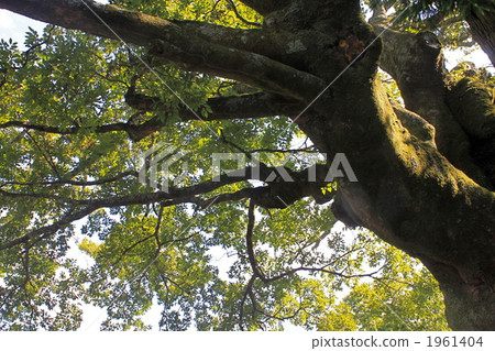 government designated, hackberry, japanese hackberry 1961404