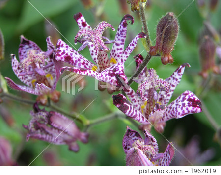 Hototogisu Hototogisu 1962019